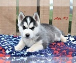 Small Photo #2 Siberian Husky Puppy For Sale in BEVERLY, OH, USA