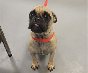 Pug Dogs for adoption in Sebec, ME, USA