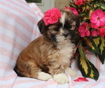 Small #1 Shih Tzu