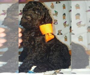 Goldendoodle Puppy for sale in DICKSON, TN, USA