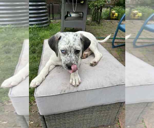 Medium Photo #2 Mutt Puppy For Sale in Springdale, PA, USA