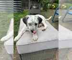 Small #1 Mutt
