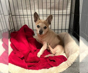 Chihuahua-Unknown Mix Dogs for adoption in Unionville, PA, USA