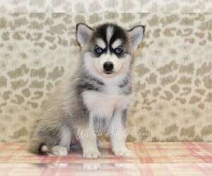 Pomsky Puppy for sale in DENVER, PA, USA