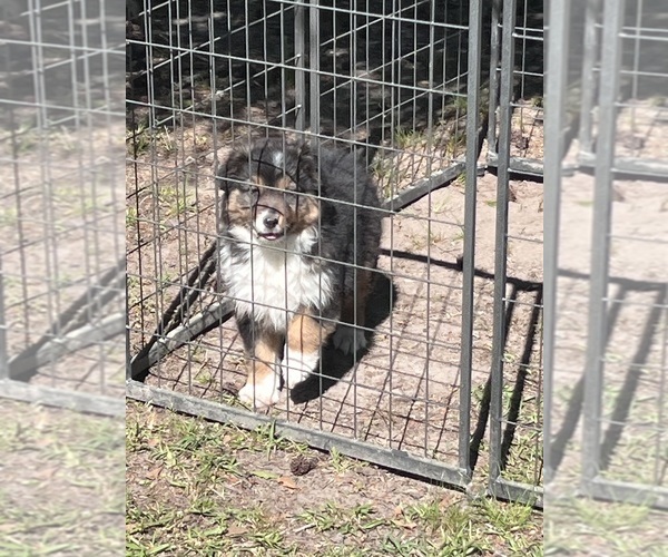 Medium Photo #2 Australian Shepherd Puppy For Sale in MARION, SC, USA