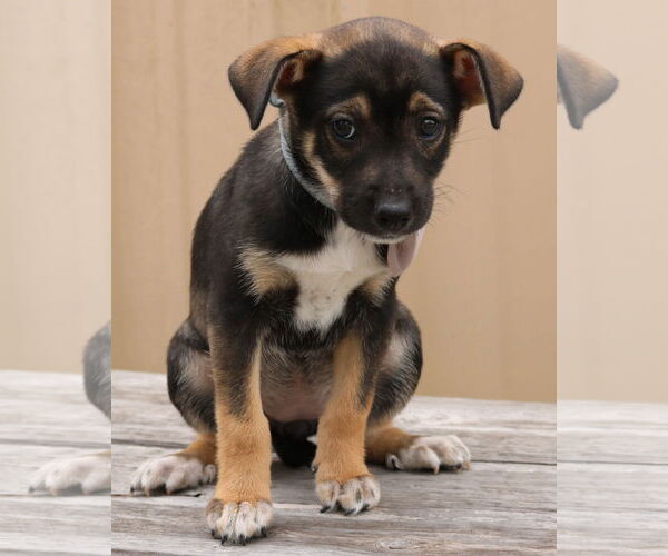 Medium Photo #1 Chihuahua-Unknown Mix Puppy For Sale in Bandera, TX, USA