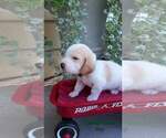 Puppy 11 Basset Hound