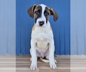 Labrador Retriever-Unknown Mix Dogs for adoption in Lakewood, CO, USA