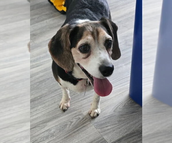 Medium Photo #6 Beagle Puppy For Sale in Tampa, FL, USA