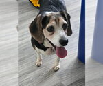 Small #5 Beagle