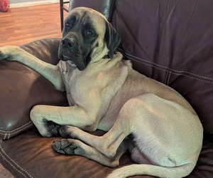 Father of the Cane Corso-Mastiff Mix puppies born on 02/02/2025