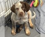 Small #1 Mutt