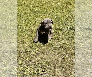 Medium Cane Corso