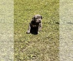 Small Cane Corso