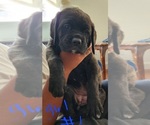 Small Photo #1 Mastiff Puppy For Sale in MERCED, CA, USA