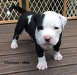 Puppy 2 American Pit Bull Terrier