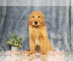 Puppy Rolo Golden Retriever