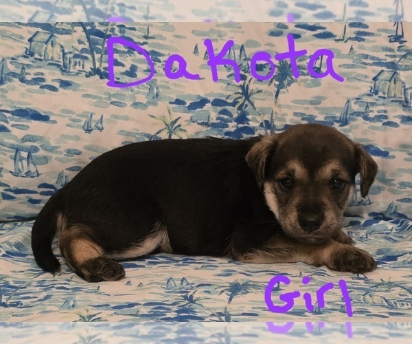 Medium Photo #24 Chizer Puppy For Sale in MONTEZUMA, GA, USA