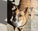 Small #1 American Pit Bull Terrier Mix