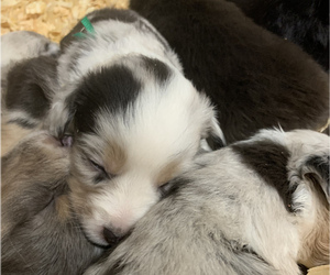 Australian Shepherd Puppy for sale in WHITLEY CITY, KY, USA