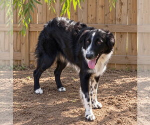 Raven - Female Australian Shepherd Dog for Adoption - Photo #3