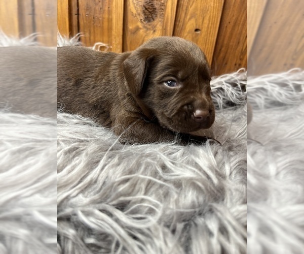 Medium Photo #17 Labrador Retriever Puppy For Sale in NEOLA, WV, USA