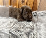 Small #16 Labrador Retriever