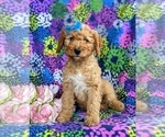 Small Photo #2 Double Doodle Puppy For Sale in CHRISTIANA, PA, USA