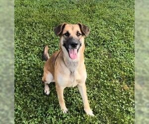 Emily - Female German Shepherd Dog-Unknown Mix Dog for Adoption - Photo #6