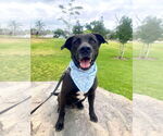 Small #8 Labrador Retriever Mix