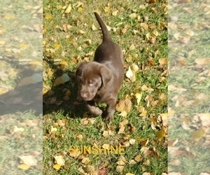 Labrador Retriever Puppy for sale in HARTFORD, WI, USA