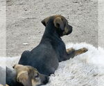 Small #2 Mutt