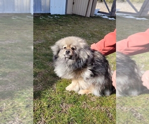 Pomeranian Puppy for sale in RATHDRUM, ID, USA