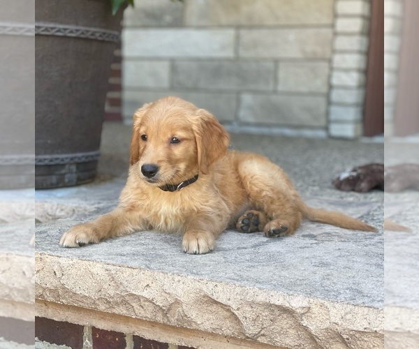 Medium Photo #23 Golden Retriever Puppy For Sale in WOLCOTT, IN, USA
