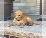 Small Photo #23 Golden Retriever Puppy For Sale in WOLCOTT, IN, USA