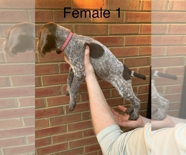 Medium Photo #8 German Shorthaired Pointer Puppy For Sale in MARIETTA, GA, USA
