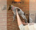 Small Photo #8 German Shorthaired Pointer Puppy For Sale in MARIETTA, GA, USA