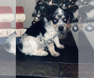 Australian Cattle Dog-Beagle Mix Puppy for sale in KIM, CO, USA