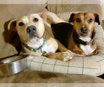 Small #3 Labrador Retriever Mix