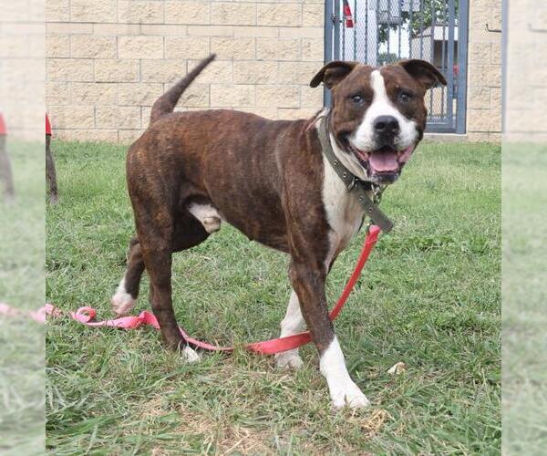 Medium Photo #1 American Staffordshire Terrier-Boxer Mix Puppy For Sale in San Antonio, TX, USA