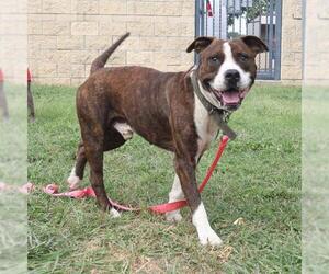 American Staffordshire Terrier-Boxer Mix Dogs for adoption in San Antonio, TX, USA