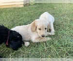 Small Photo #3 Labradoodle Puppy For Sale in AGRICOLA, MS, USA