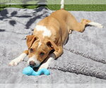 Small Photo #11 Mutt Puppy For Sale in Mission Viejo, CA, USA
