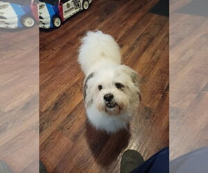 Pekingese-Unknown Mix Dogs for adoption in Brights Grove, Ontario, Canada