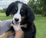 Small Photo #42 Bernese Mountain Dog Puppy For Sale in SPRINGFIELD, OH, USA