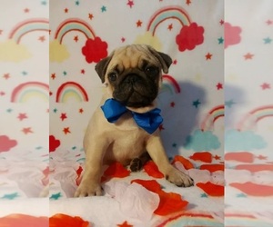 Pug Puppy for sale in WHEELING, WV, USA