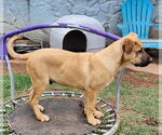 Small #6 German Shepherd Dog-Great Pyrenees Mix