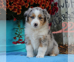 Small Photo #4 Australian Shepherd Puppy For Sale in HOLTWOOD, PA, USA