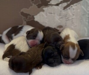 Shih Tzu Puppy for sale in MIAMI, FL, USA