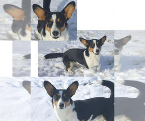 Father of the Cardigan Welsh Corgi puppies born on 10/14/2023